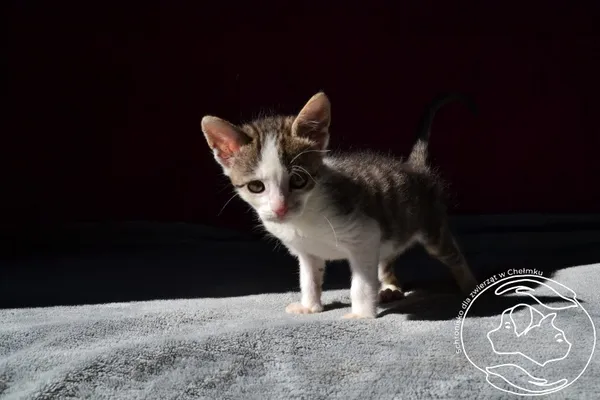 Kot do adopcji, Chełmek, 25 września 2026
