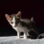 Kot do adopcji