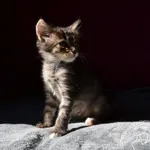 Kot do adopcji