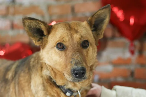 Pies do adopcji, Orzechowce, 30 września 2026 (1/5)