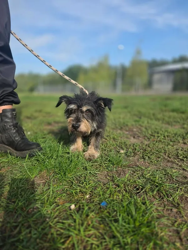 Pies do adopcji, Radom, 20 września 2026 (4/5)