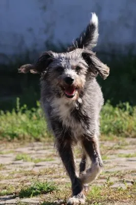 Pies do adopcji, Pabianice, 15 września 2026 (3/5)