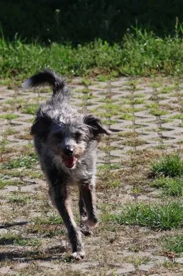 Pies do adopcji, Pabianice, 15 września 2026 (5/5)