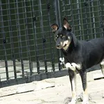 Pies do adopcji