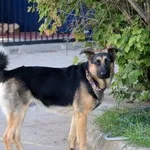 Pies do adopcji