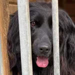 Pies do adopcji