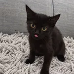 Kot do adopcji