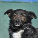 Pies do adopcji
