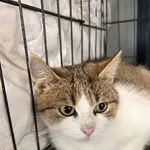 Kot do adopcji