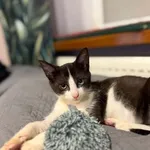 Kot do adopcji
