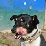 Pies do adopcji