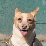 Pies do adopcji