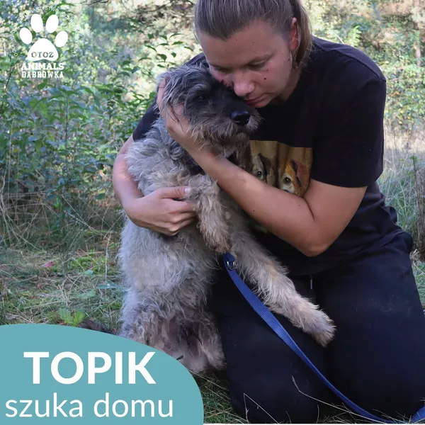 Pies do adopcji, Dąbrówka, 4 października 2026 (1/4)