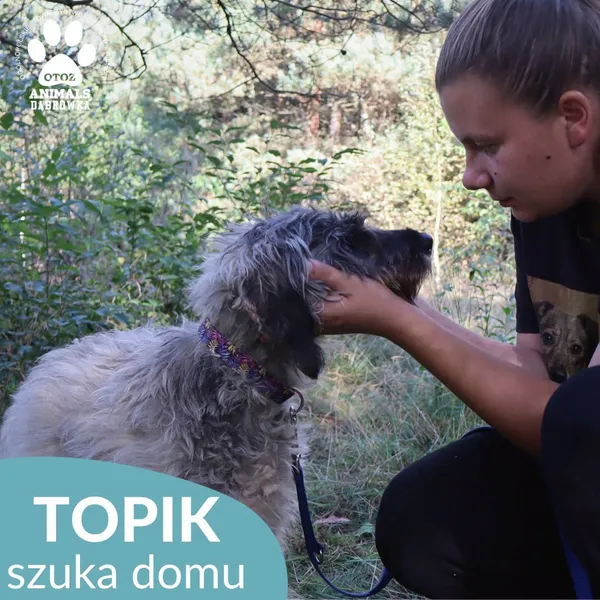 Pies do adopcji, Dąbrówka, 4 października 2026 (2/4)