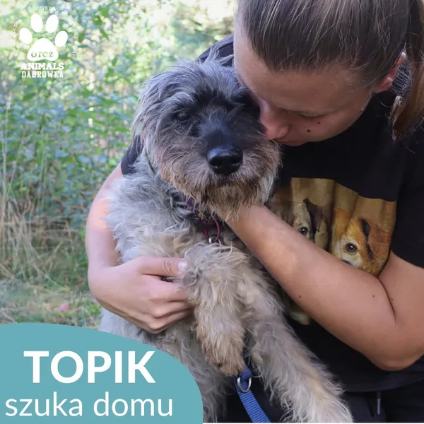 Pies do adopcji, Dąbrówka, 4 października 2026 (3/4)