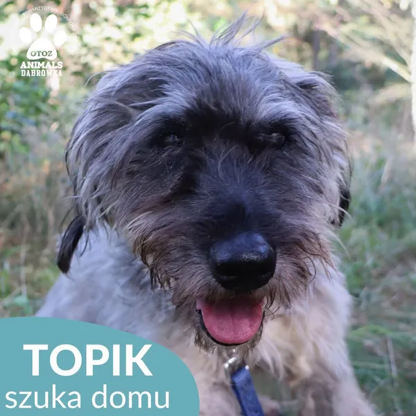Pies do adopcji, Dąbrówka, 4 października 2026 (4/4)