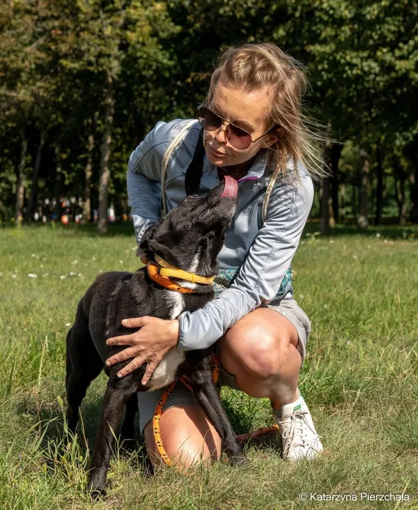 Pies do adopcji, Radom, 6 października 2026 (4/5)
