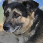 Pies do adopcji