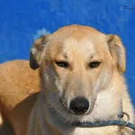 Pies do adopcji