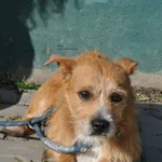 Pies do adopcji