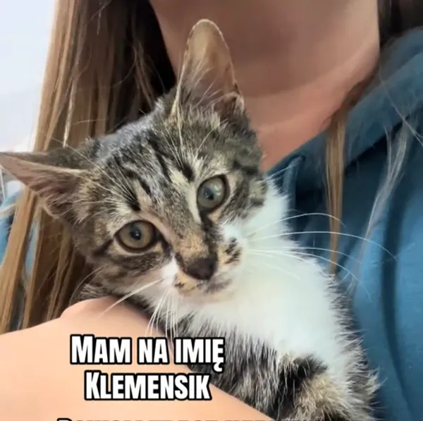 Kot do adopcji, Radom, 7 października 2026
