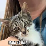 Kot do adopcji