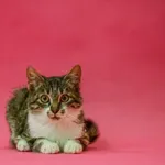 Kot do adopcji