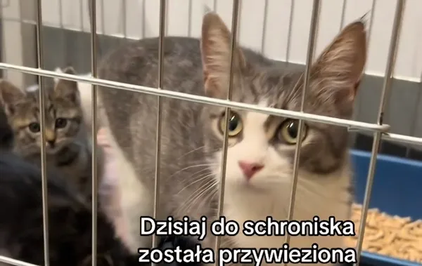 Kot do adopcji, Radom, 7 października 2026 (2/3)