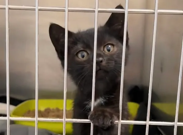 Kot do adopcji, Radom, 7 października 2026