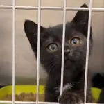 Kot do adopcji