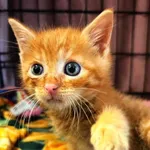 Kot do adopcji