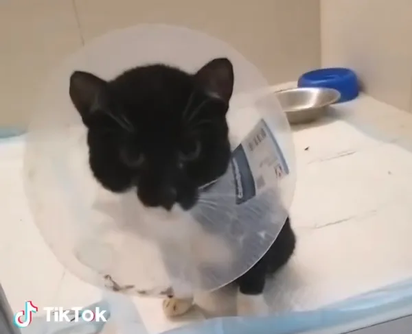 Kot do adopcji, Radom, 7 października 2026