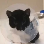 Kot do adopcji