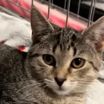 Kot do adopcji