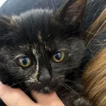 Kot do adopcji