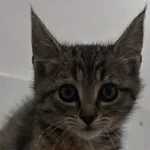Kot do adopcji