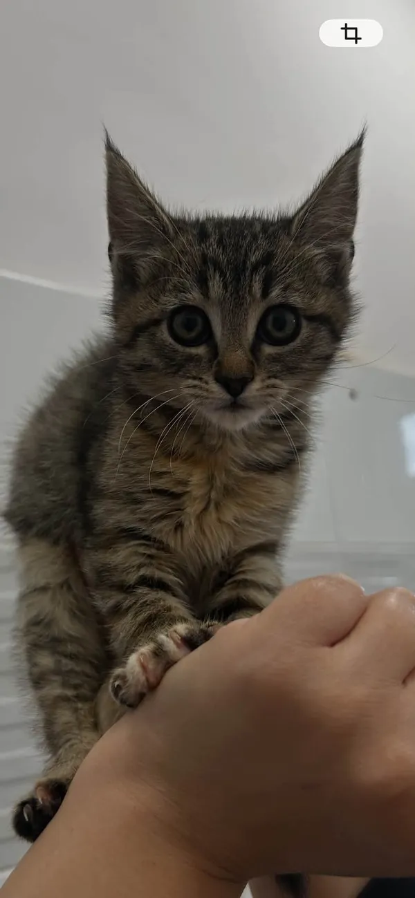 Kot do adopcji, Radom, 14 października 2026 (2/4)