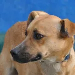 Pies do adopcji