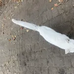 Znaleziono kota