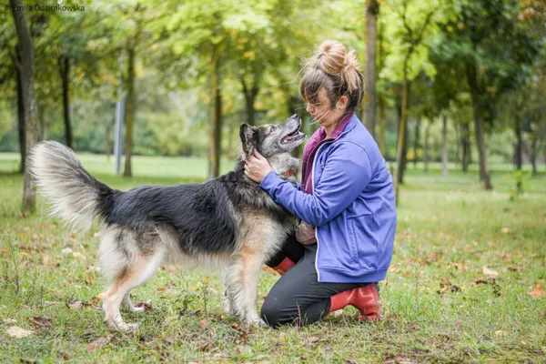 Pies do adopcji, Radom, 8 października 2026 (4/5)