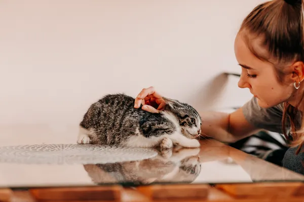 Kot do adopcji, Czartki, 9 października 2026 (3/5)