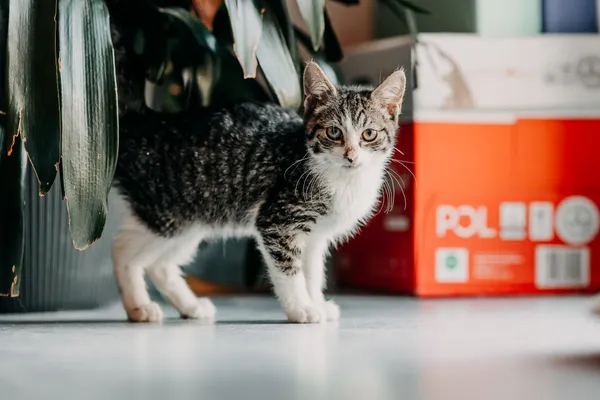 Kot do adopcji, Czartki, 9 października 2026 (5/5)