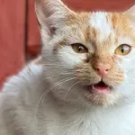 Kot do adopcji