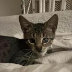 Kot do adopcji