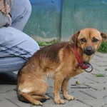 Pies do adopcji