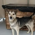 Pies do adopcji