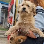 Pies do adopcji