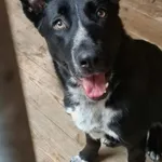 Pies do adopcji