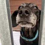 Pies do adopcji