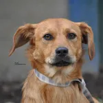 Pies do adopcji